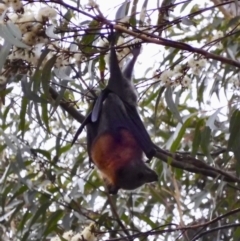 Pteropus poliocephalus (Grey-headed Flying-fox) at Broulee, NSW - 21 Feb 2020 by LisaH