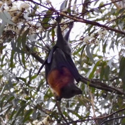 Pteropus poliocephalus (Grey-headed Flying-fox) at Broulee Moruya Nature Observation Area - 21 Feb 2020 by LisaH