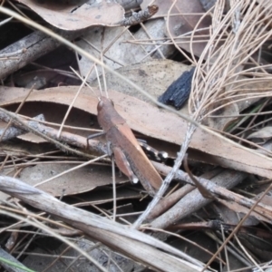 Goniaea opomaloides at Moruya, NSW - 21 Feb 2020