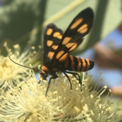 Amata (genus) (Handmaiden Moth) at ANBG - 21 Feb 2020 by PeterA