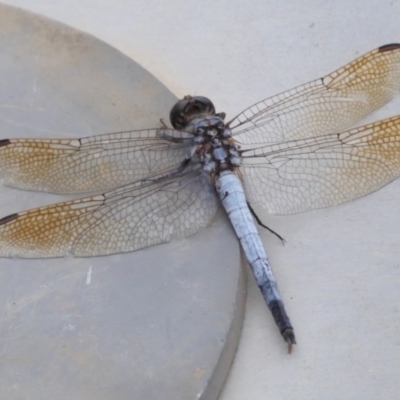 Orthetrum caledonicum (Blue Skimmer) at Moruya, NSW - 21 Feb 2020 by LisaH