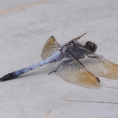 Orthetrum caledonicum at Moruya, NSW - 21 Feb 2020