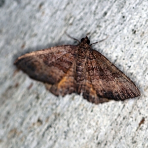 Chrysolarentia heteroleuca at Namadgi National Park - 7 Feb 2019 08:53 PM