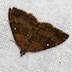 Chrysolarentia heteroleuca at Namadgi National Park - 7 Feb 2019 08:53 PM