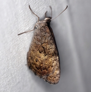 Chrysolarentia heteroleuca at Namadgi National Park - 7 Feb 2019 08:53 PM