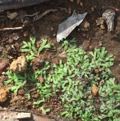 Riccia sp. (genus) (Liverwort) at Majura, ACT - 20 Feb 2020 by JaneR