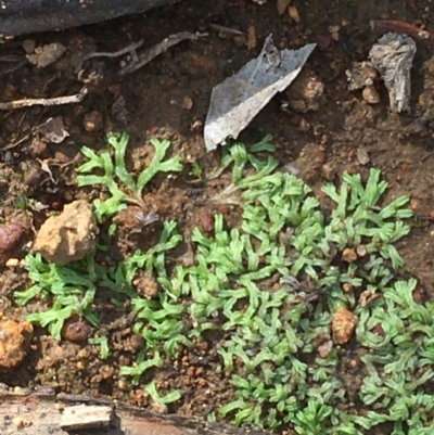 Riccia sp. (genus) (Liverwort) at Majura, ACT - 20 Feb 2020 by JaneR