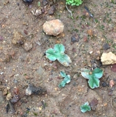 Riccia cartilaginosa (Liverwort) at Mount Ainslie - 20 Feb 2020 by JaneR