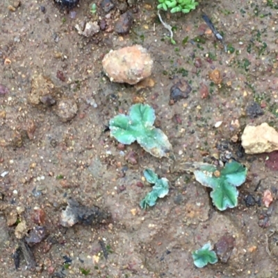 Riccia cartilaginosa (Liverwort) at Majura, ACT - 20 Feb 2020 by JaneR