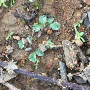 Riccia cartilaginosa at Majura, ACT - 20 Feb 2020