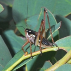 Austrodectes monticolus (Australian shield-back katydid) at Kosciuszko National Park - 17 Feb 2020 by Harrisi