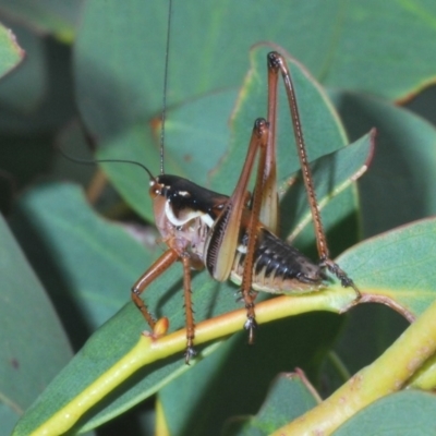 Austrodectes monticolus (Australian shield-back katydid) at Kosciuszko National Park - 17 Feb 2020 by Harrisi