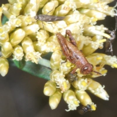 Acrididae sp. (family) (Unidentified Grasshopper) at Charlotte Pass - Kosciuszko NP - 17 Feb 2020 by Harrisi