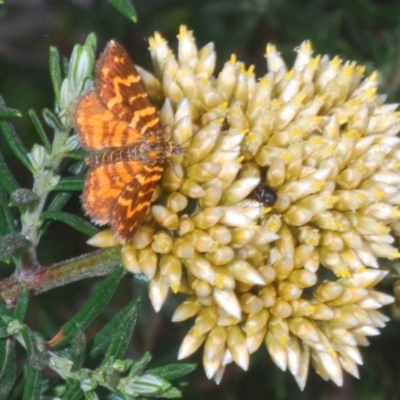 Chrysolarentia chrysocyma (Small Radiating Carpet) at Kosciuszko National Park - 17 Feb 2020 by Harrisi