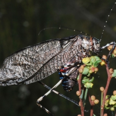 Acripeza reticulata (Mountain Katydid) at Kosciuszko National Park - 17 Feb 2020 by Harrisi