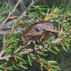 Acripeza reticulata at Kosciuszko National Park, NSW - 17 Feb 2020