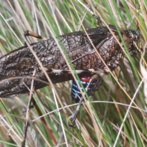 Acripeza reticulata at Kosciuszko National Park, NSW - 17 Feb 2020