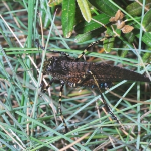 Acripeza reticulata at Kosciuszko National Park, NSW - 17 Feb 2020