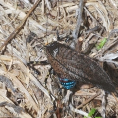 Acripeza reticulata at Kosciuszko National Park, NSW - 17 Feb 2020