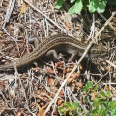 Liopholis guthega (Snowy Mountains Skink) at Kosciuszko National Park, NSW - 17 Feb 2020 by Harrisi