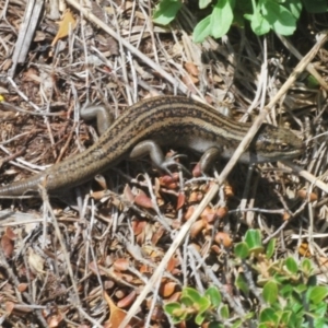 Liopholis guthega at Kosciuszko National Park, NSW - 17 Feb 2020