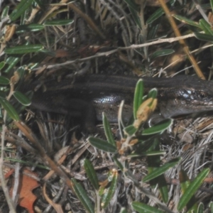 Liopholis guthega at Kosciuszko National Park, NSW - 17 Feb 2020