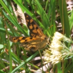 Heteronympha cordace (Bright-eyed Brown) at Kosciuszko National Park, NSW - 17 Feb 2020 by Harrisi