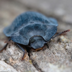 Pterohelaeus sp. (genus) (Pie-dish beetle) at Mulligans Flat - 26 Jan 2020 by kdm