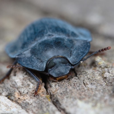 Pterohelaeus (genus) (Pie-dish beetle) at Amaroo, ACT - 26 Jan 2020 by kdm