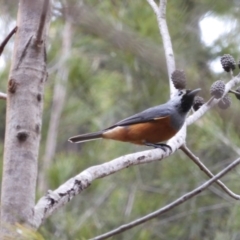 Monarcha melanopsis (Black-faced Monarch) at Broulee Moruya Nature Observation Area - 21 Feb 2020 by LisaH