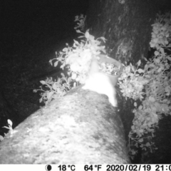 Petaurus notatus (Krefft’s Glider, formerly Sugar Glider) at Bendalong, NSW - 19 Feb 2020 by PatB