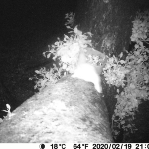 Petaurus notatus at Manyana Inyadda Drive development area - 19 Feb 2020 09:03 PM