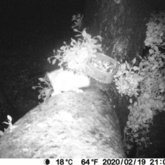 Petaurus notatus at Manyana Inyadda Drive development area - 19 Feb 2020