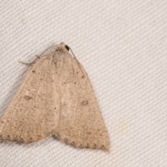 Amelora undescribed species (A Geometrid moth) at Melba, ACT - 17 Apr 2018 by kasiaaus