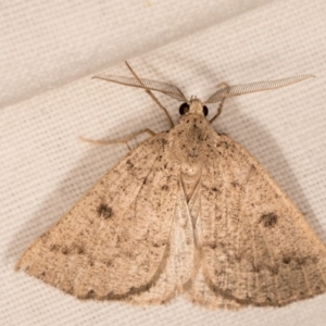 Amelora undescribed species at Melba, ACT - 14 Mar 2018 08:16 PM