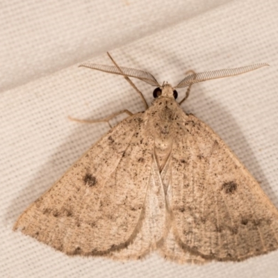 Amelora undescribed species (A Geometrid moth) at Melba, ACT - 14 Mar 2018 by kasiaaus