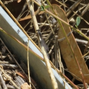 Ischnura heterosticta at Crace, ACT - 21 Feb 2020