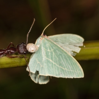 Chlorocoma carenaria (Veined Emerald) at Bimberi Nature Reserve - 7 Feb 2019 by kasiaaus