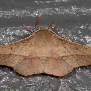 Antictenia punctunculus at Melba, ACT - 5 Jan 2013