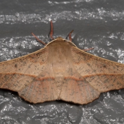 Antictenia punctunculus (A geometer moth) at Melba, ACT - 5 Jan 2013 by kasiaaus