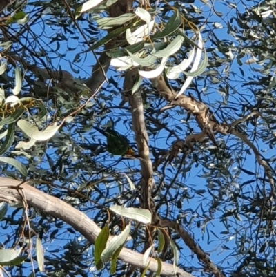 Polytelis swainsonii (Superb Parrot) at Hawker, ACT - 22 Feb 2020 by Coran