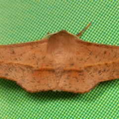 Antictenia punctunculus (A geometer moth) at Melba, ACT - 16 Oct 2013 by kasiaaus