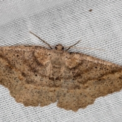 Casbia melanops (Pomaderris Moth) at Tidbinbilla Nature Reserve - 18 May 2018 by Bron