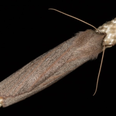 Paralaea porphyrinaria (Chestnut Vein Crest Moth) at Tidbinbilla Nature Reserve - 18 May 2018 by Bron