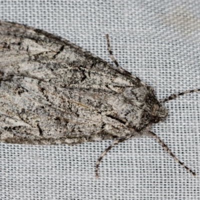 Chlenias ochrocrana (White-point Crest-moth) at Tidbinbilla Nature Reserve - 18 May 2018 by Bron