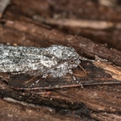 Chlenias ochrocrana at Paddys River, ACT - 18 May 2018 06:31 PM