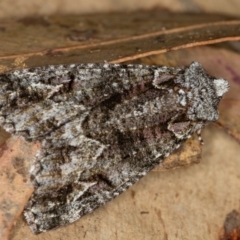Chlenias ochrocrana (White-point Crest-moth) at Tidbinbilla Nature Reserve - 18 May 2018 by Bron