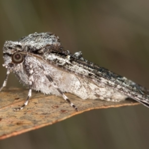 Chlenias ochrocrana at Paddys River, ACT - 18 May 2018 08:36 PM