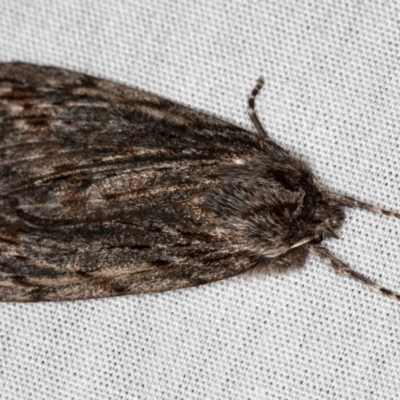 Chlenias nodosus (A geometer moth) at Tidbinbilla Nature Reserve - 18 May 2018 by Bron