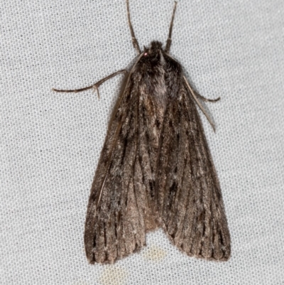 Chlenias banksiaria group (A Geometer moth) at Paddys River, ACT - 18 May 2018 by Bron